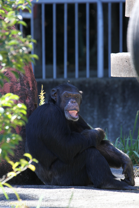浜松市動物園　チンパンジー